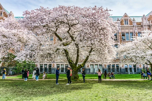 Seattle WA, ABD - 24 Mart 2022: Washington Üniversitesi, kiraz çiçekleri zamanında ziyaretçiler için açıldı.