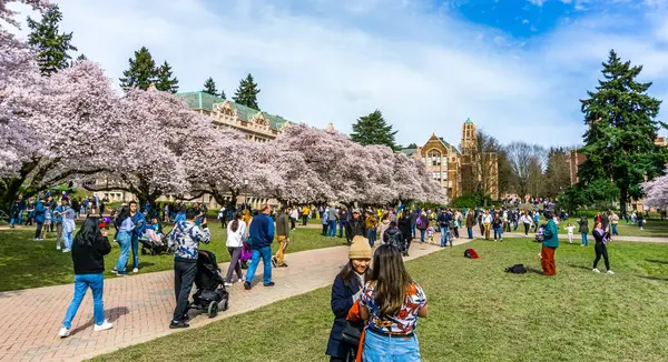 Seattle WA, ABD - 24 Mart 2022: Washington Üniversitesi, kiraz çiçekleri zamanında ziyaretçiler için açıldı.