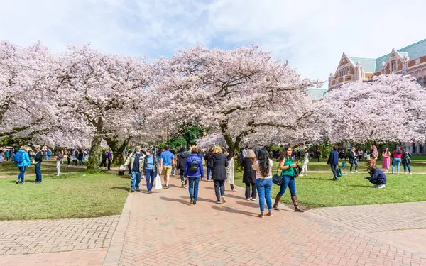 Seattle WA, ABD - 24 Mart 2022: Washington Üniversitesi, kiraz çiçekleri zamanında ziyaretçiler için açıldı.