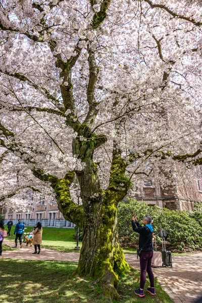 Seattle WA, ABD - 24 Mart 2022: Washington Üniversitesi, kiraz çiçekleri zamanında ziyaretçiler için açıldı.