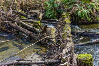 Washington 'daki Des Moines Creek' te bir odun yığını..
