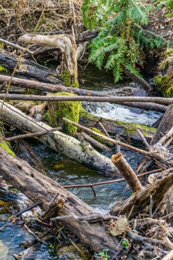 Washington 'daki Des Moines Creek' te bir odun yığını..