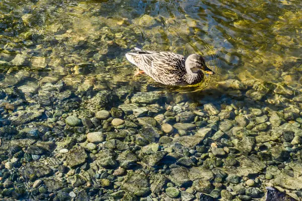 Canard Dans Ruisseau Limpide Peu Profond Des Moines Washington — Photo