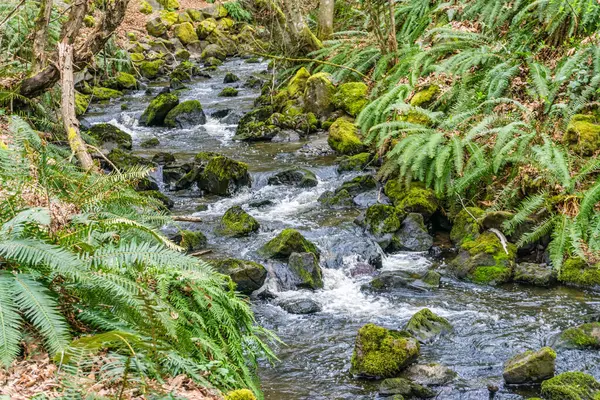 Washington 'daki Des Moines Creek Kayaların üzerinden akıyor.