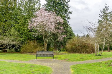 Seatac, Washington 'daki bir garda bahar ağacı çiçek açıyor..