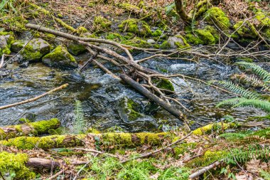 Des Moines, Washington 'daki Yukarı Des Moines Deresi' nin detaylı görüntüsü.