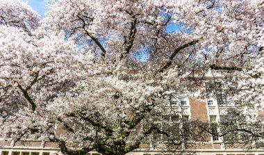 Patlayan kiraz ağacı Seattle, Washington 'da çiçek açtı..