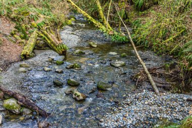 Washington 'daki Des Moines Creek Kayaların üzerinden akıyor.