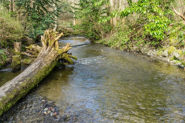 Een Kleine Kreek Des Moines Washington — Stockfoto