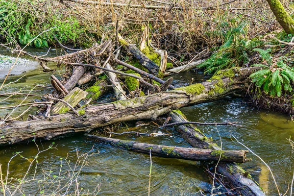 Ein Holzstapel Des Moines Creek Bundesstaat Washington — Stockfoto