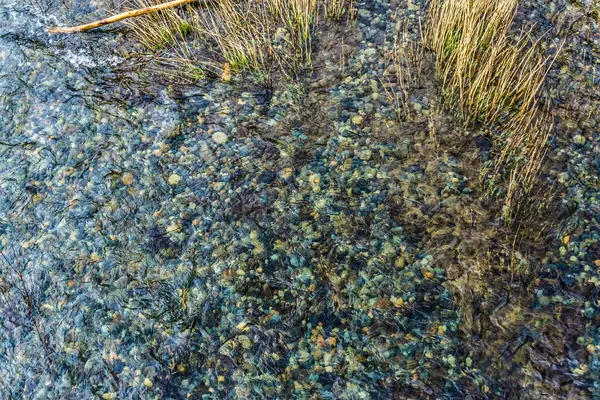 Gras Wächst Flachland Des Green River Bundesstaat Washington — Stockfoto