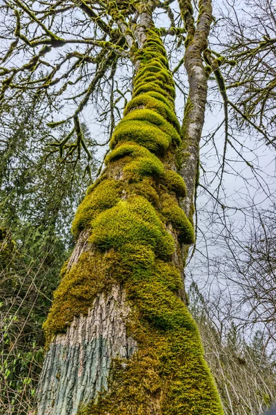 Mousse Verte Recouvre Tronc Arbre Dans État Washington — Photo