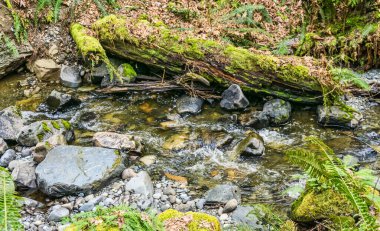 Des Moines, Washington 'daki Yukarı Des Moines Deresi' nin detaylı görüntüsü.