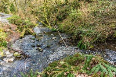 Washington 'daki Des Moines Creek Kayaların üzerinden akıyor.