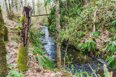 Yukarı Des Moines Deresi, Des Moines, Washington.