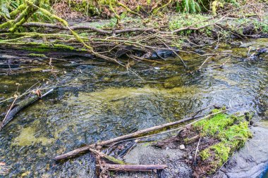 Des Moines, Washington 'daki Yukarı Des Moines Deresi' nin detaylı görüntüsü.