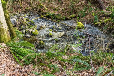 Washington 'daki Des Moines Creek Kayaların üzerinden akıyor.