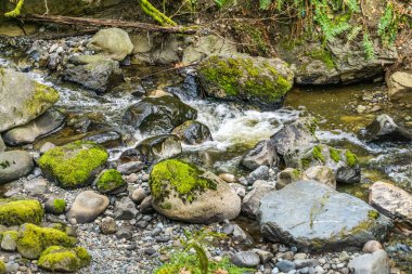 Des Moines, Washington 'daki Yukarı Des Moines Deresi' nin detaylı görüntüsü.
