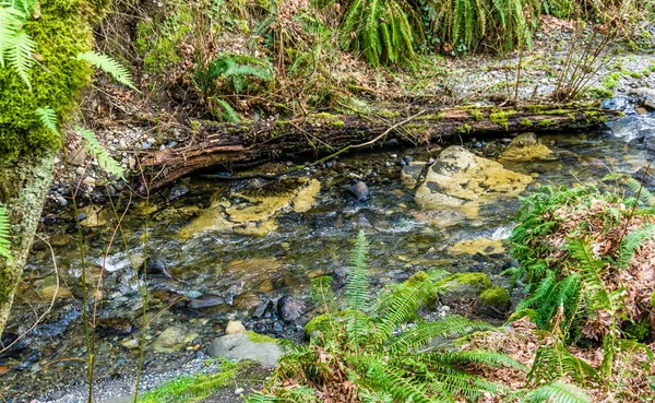 Vista Detallada Upper Des Moines Creek Des Moines Washington — Foto de Stock