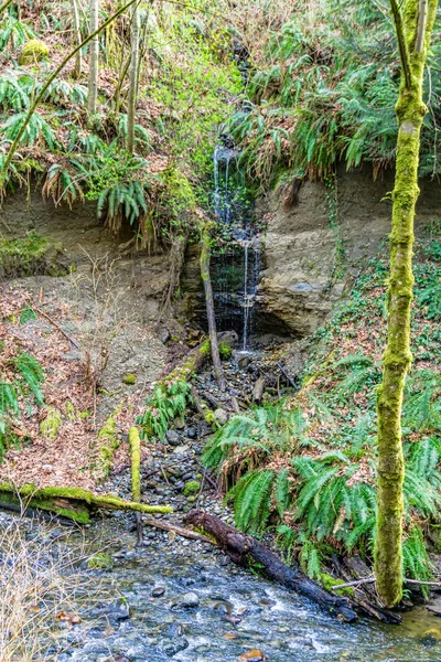 Een Kleine Waterval Naast Des Moines Creek Washington State — Stockfoto