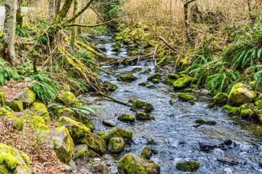 Washington 'daki Des Moines Creek Kayaların üzerinden akıyor.