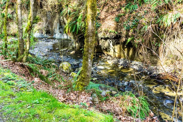 Washington 'daki Des Moines Creek Kayaların üzerinden akıyor.