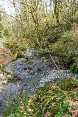 Washington 'daki Des Moines Creek Kayaların üzerinden akıyor.