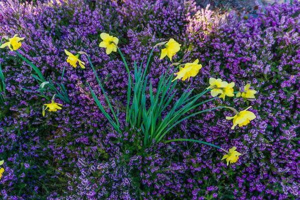 Purple Flowers Dafodil Normandy Park Washington — Stock Photo, Image
