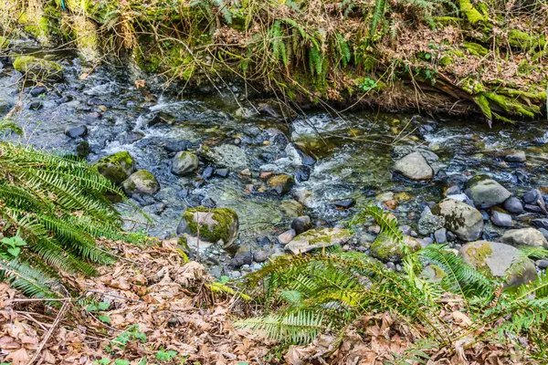 Washington Daki Des Moines Creek Kayaların Üzerinden Akıyor — Stok fotoğraf