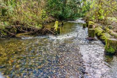 Des Moines, Washington 'da küçük bir dere..