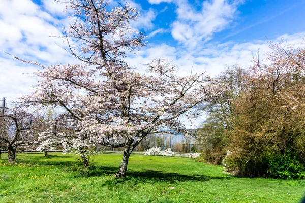 Batı Seattle, Washington 'da bir tepede kiraz çiçekleri açıyor..
