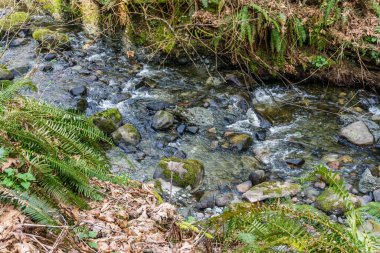 Washington 'daki Des Moines Creek Kayaların üzerinden akıyor.