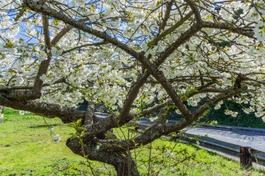 Batı Seattle, Washington 'da büyük beyaz kiraz çiçekleri..