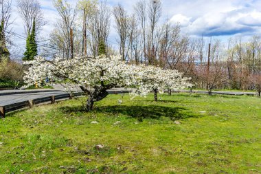 Batı Seattle, Washington 'da bir tepede kiraz çiçekleri açıyor..