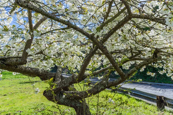 Batı Seattle, Washington 'da büyük beyaz kiraz çiçekleri..
