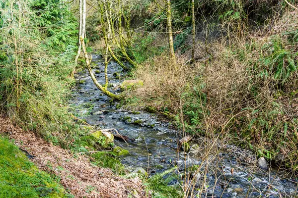 Des Moines Creek Estado Washington Fluye Sobre Rocas — Foto de Stock