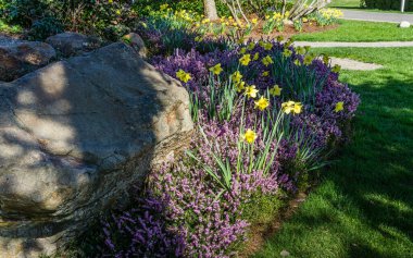 Normandy Park, Washington 'daki yemyeşil bahar bahçesi..