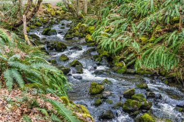 Washington 'daki Des Moines Creek Kayaların üzerinden akıyor.
