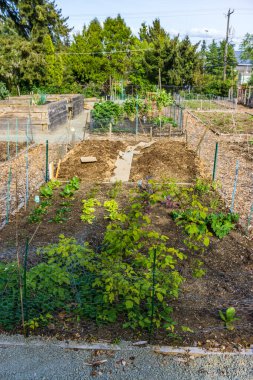Baharın başlarında Washington, Seatac 'ta bir halk bahçesi..