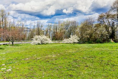 Batı Seattle, Washington 'da bir tepede kiraz çiçekleri açıyor..