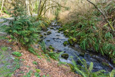 Washington 'daki Des Moines Creek Kayaların üzerinden akıyor.