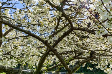 Batı Seattle, Washington 'da büyük beyaz kiraz çiçekleri..