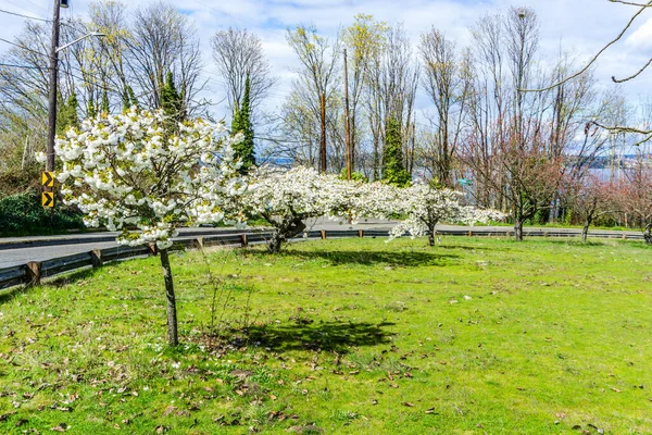 Batı Seattle, Washington 'da bir tepede kiraz çiçekleri açıyor..