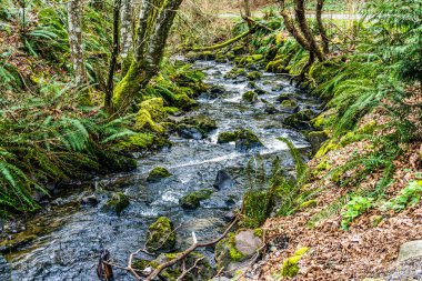 Washington 'daki Des Moines Creek Kayaların üzerinden akıyor.