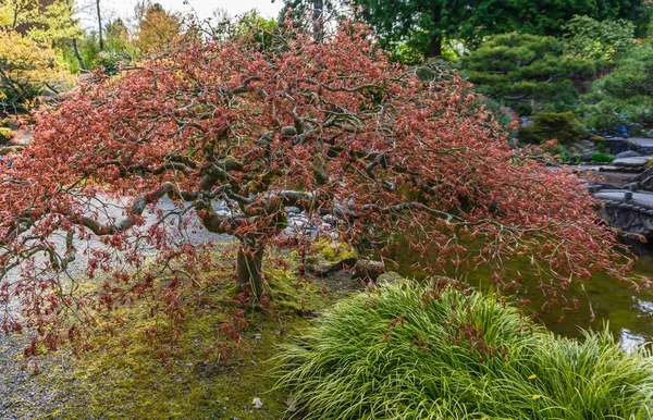 Japanese Maple Tree Seatac Washington —  Fotos de Stock