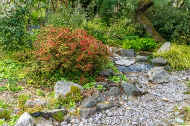 Bright red flowers beside a dry stream bet in Seatac, Washington.