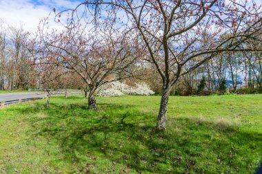 Batı Seattle, Washington 'da bir tepede kiraz çiçekleri açıyor..