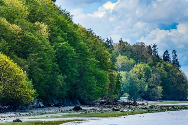 Washington, Redondo Sahili kıyısında yemyeşil ağaçlar..