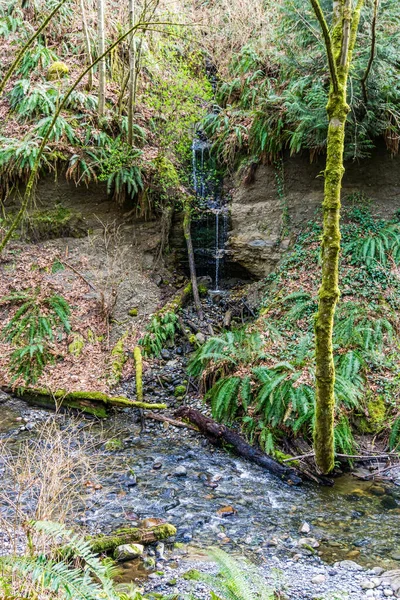 Washington Des Moines Creek Yanında Küçük Bir Şelale — Stok fotoğraf