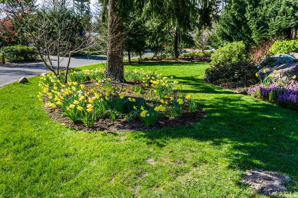 Nergisler Normandiya Parkı, Washington 'da bir ağacın etrafında dönerler..